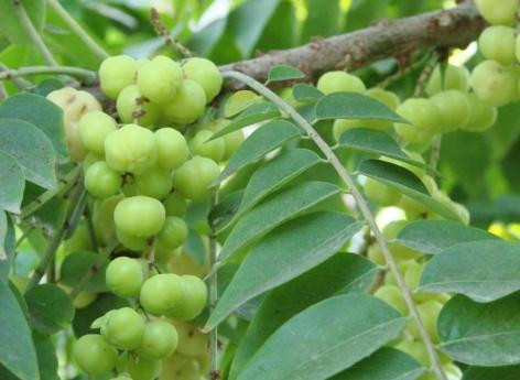 Những người bị bệnh tiểu đường cũng có thể dùng một chút rượu này hàng ngày để tình trạng bệnh được cải thiện.