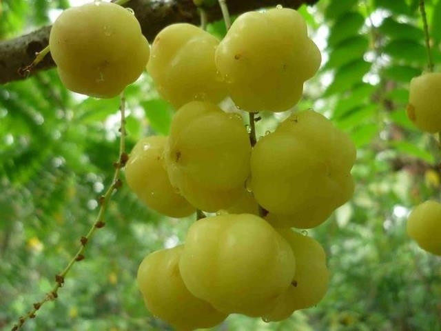 Rễ cây chùm ruột đun sôi lên và xông có thể chữa nhức đầu và ho.