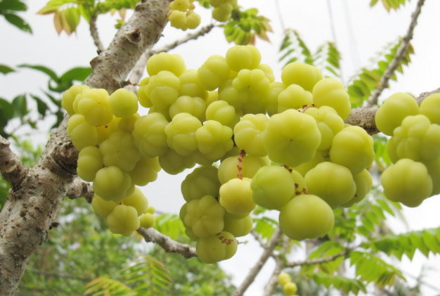 Công dụng của chùm ruột thường được mọi người sử dụng để chế biến thành các món mứt ăn rất hấp dẫn. Bên cạnh đó, nó còn có thể giải nhiệt, bổ máu và bổ gan.