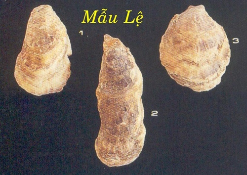 Vỏ hàu là vị thuốc có tên mẫu lệ.
