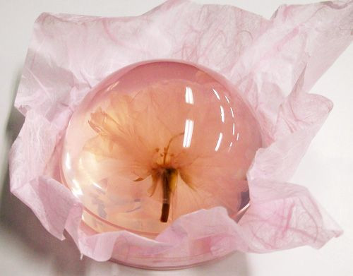 Còn đây là món bánh mochi hoa anh đào.