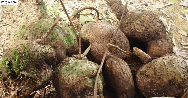 Mặc dù bình vôi có công dụng chữa bệnh tốt nhưng bạn cũng không nên lạm dụng quá nhiều, chỉ uống với một lượng vừa phải để tránh bị ngộ độc và nên tham khảo ý kiến chuyên gia. Ảnh: Giúp bạn.