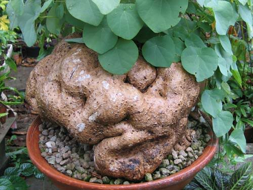 Cây bình vôi hiện được trồng rất nhiều ở các tỉnh miền núi phía Bắc của nước ta và được thu hoạch quanh năm để làm thuốc hoặc là ngâm rượu uống chữa bệnh. Cây bình vôi không chỉ tốt cho thần kinh, tim mạch mà còn cho cả hệ đường ruột. Ảnh: Nguyên liệu thuốc.