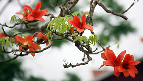 Viêm loét dạ dày: Có thể lấy rễ, hoa hoặc vỏ thân cây gạo 15-30g, sắc uống. Ảnh: Travel.