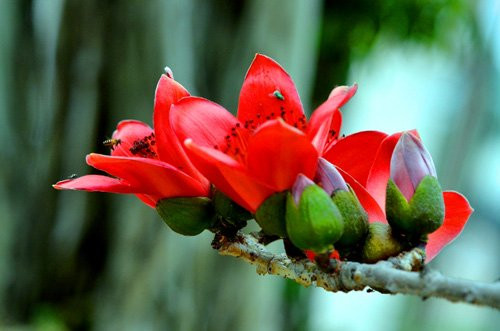 Dưới đây là một số bài thuốc chữa bệnh từ cây gạo khá quen thuộc. Ảnh: Travel.
