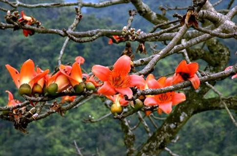Bên cạnh uống bài thuốc sắc, bạn có thể kết hợp lấy vỏ thân cây gạo tươi, rau má tươi, vòi voi tươi và bồ công anh tươi với lượng bằng nhau, rửa sạch, giã nát, đắp vào chỗ sưng đau sẽ cho hiệu quả trị bệnh cao nhất. Ảnh: Blog cây cảnh.