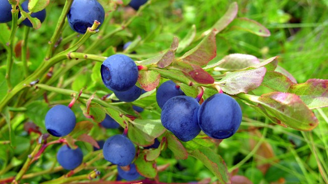 Vì có chứa hàm lượng anthocyanin cao của nên tác dụng của việt quất ngăn ngừa một số chứng bệnh ví dụ như các bệnh về tim mạch, về mắt, tiểu đường và ung thư rất tốt.