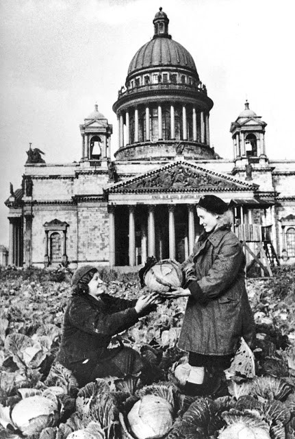 Trong cuộc vây hãm Leningrad khốc liệt trên, Quân đội Xô Viết tổn thất hơn 1 triệu binh lính và hơn 2 triệu binh sĩ khác bị bệnh và bị thương. Trong ảnh là hai phụ nữ thu hoạch bắp cải gần nhà thờ St. Isaac ở Leningrad tháng 8/1942.
