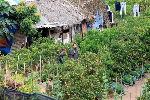 Đến thời điểm này vẫn rất ít người đặt quất, do lo ngại cây tàn quả, héo lá.