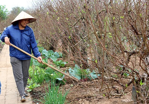 Cô Nhuận, chủ vườn đào Nhuận Phát cho biết, gia đình vừa tuốt lá vào đầu tháng 11 Âm lịch. Nếu thuận lợi thì cây sẽ ra hoa đẹp vào đúng dịp Tết. Tất cả trông chờ vào thời tiết tháng cuối năm.