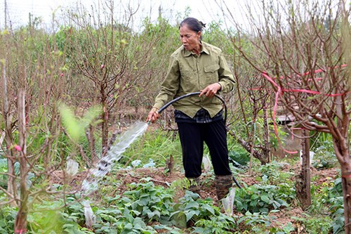 Đối với người dân trồng đào ở Nhật Tân, do thời tiết nắng nóng, họ chọn thời điểm tuốt lá muộn hơn mọi năm.