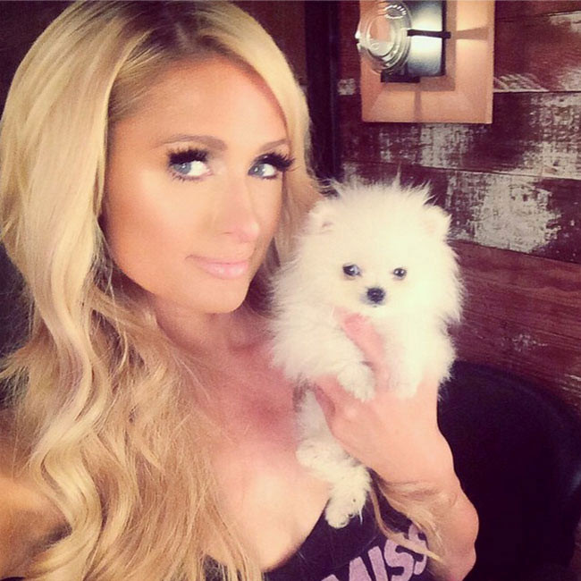 Paris Hilton đã bỏ ra 320.000 USD để làm một ngôi nhà hai tầng có điều hòa, máy sưởi và được thiết kế riêng cho đàn cún cưng của mình.
