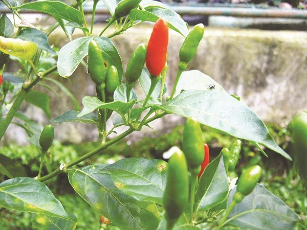 Ớt còn giúp ngăn ngừa bệnh tim do chứa một số hoạt chất giúp máu lưu thông tốt, tránh được tình trạng đông vón tiểu cầu dễ gây tai biến tim mạch. Ngăn ngừa tình trạng huyết áp tăng cao.