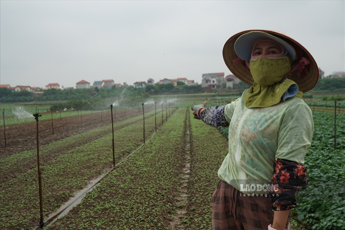 "Lượng củ cải trắng tồn đọng còn nhiều trên mặt ruộng, hiện tại tôi mới dọn được một phần để lấy đất trồng giống mới. Mặt hàng này có giá bán tại ruộng khoảng 10.000 đồng/kg có giá hơn củ cải, nên hy vọng, gia đình tôi sẽ thu lại được phần nào thất thu trong vụ mùa mới”.