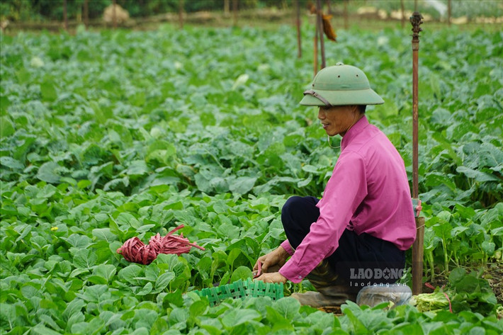 Cũng theo ông Đàm Văn Đua, song song với hoạt động loại bỏ những nông sản không còn đáp ứng được nhu cầu thị trường, HTX cũng đang hỗ trợ nông dân tìm nguồn đầu ra từ các chợ thương lái, chợ đầu mối tại các địa phương. Đồng thời triển khai các hoạt động tuyên truyền, định hướng, thông báo trực tiếp trên hệ thống truyền thanh đến cho bà con nông dân về các chủng loại giống cây phù hợp, tránh tình trạng gieo tràn lan, không để cung vượt cầu. Từ đó mới có thể hạn chế được sự tồn đọng của nông sản trên vùng sản xuất.