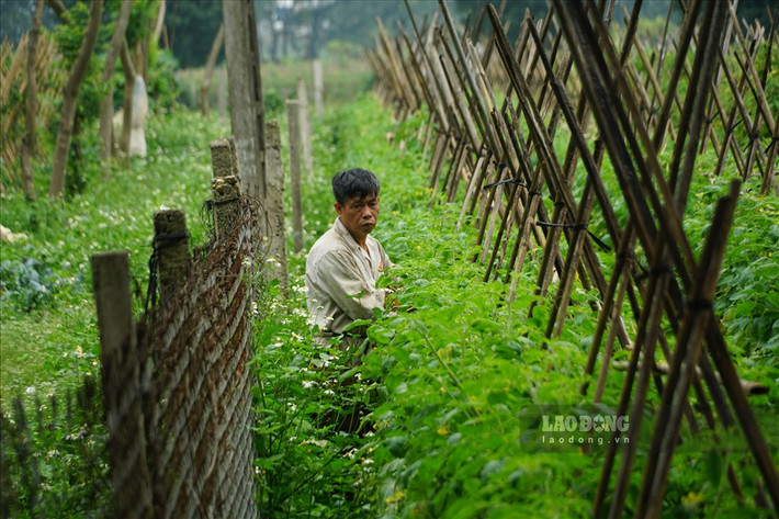 Gia đình ông Nguyễn Văn Khánh (sinh năm 1962, thôn Tráng Việt) có 5 sào cà chua, 2 sào súp lơ và 1 sào xu hào. Tuy nhiên, nông sản của gia đình ông Khánh đến vụ thu hoạch nhưng không có người mua nên phải loại bỏ. Chỉ tính riêng cà chua, ông Khánh phải hủy đến 10 tấn. Trong giai đoạn mới, ông Khánh dự kiến sẽ trồng ngô, dưa chuột trên chính những thửa ruộng này.