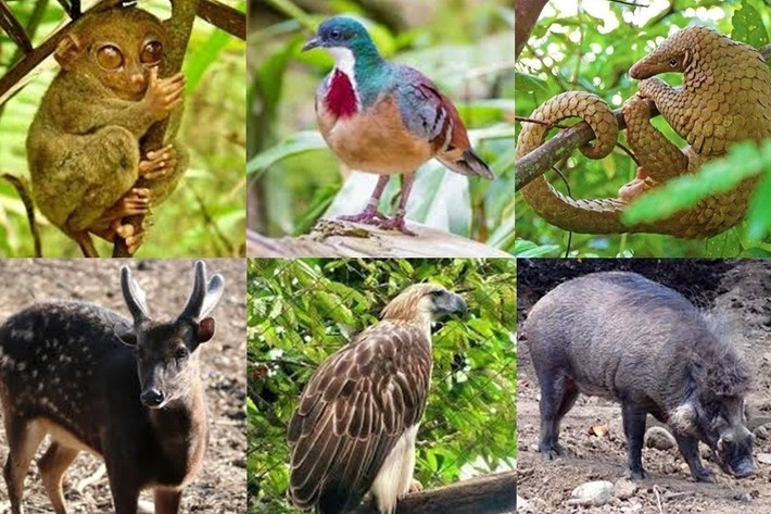 Philippines là nơi sinh sống của hơn 200 loài động vật có vú và hàng trăm loài chim. Theo đó, quốc gia này có hệ động vật phong phú, đa dạng.