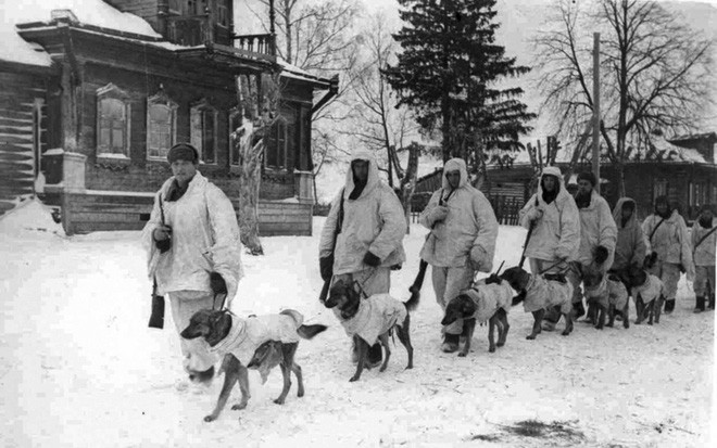 Sau khi kết thúc huấn luyện, Liên Xô triển khai những con chó chống tăng trên chiến trường Stalingrad và một số vùng chiến sự khác. Trong những chiến dịch quân sự ấy, đội chó chống tăng của Liên Xô đã phá hủy được 304 xe tăng của phát xít Đức.