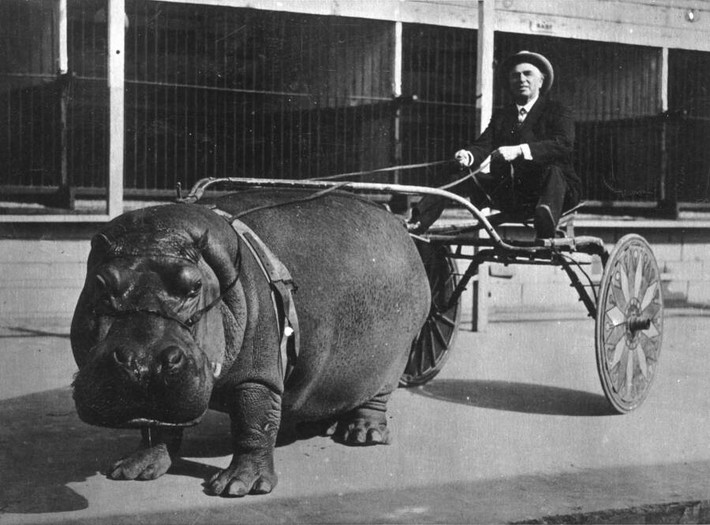 Một con hà mã kéo xe khi thực hiện màn biểu diễn trong rạp xiếc năm 1924.