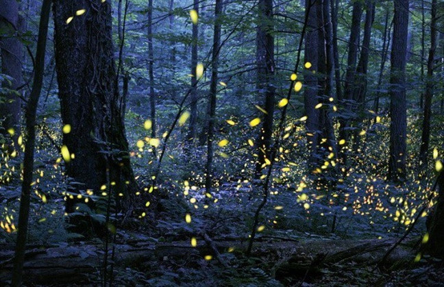 Đàn đom đóm ở Công viên Quốc gia Great Smoky Mountains (phía đông Tennessee, Mỹ): Cứ đến tháng 6 hàng năm, những đàn đom đóm này phát sáng trong đêm tạo ra cảnh quan ngoạn mục và không ai biết vì sao cứ chúng lại tụ họp nhiều như vây.