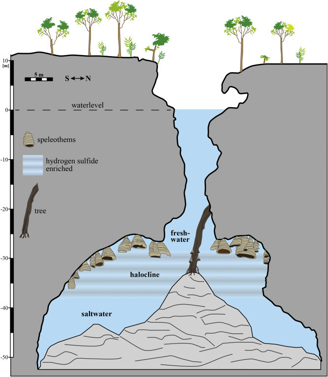 Theo các chuyên gia, thạch nhũ ở El Zapote cenote không có hình dạng thuôn dài, nhọn như ở các hang động khác.