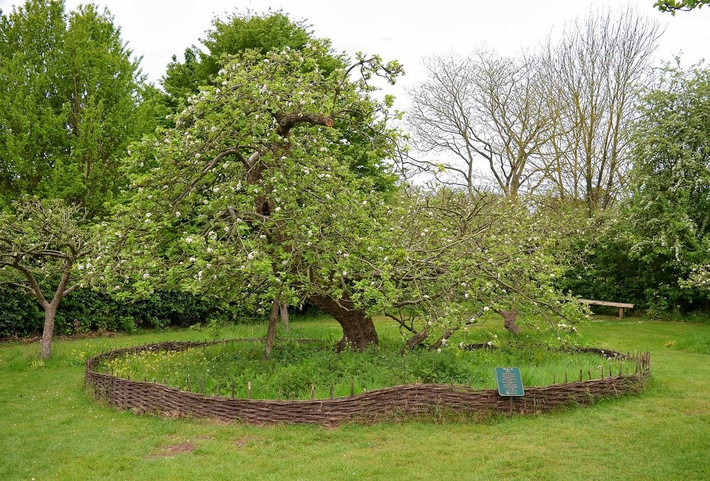Trên thực tế, ngày nay, khi tới hạt Lincolnshire, Anh, nhiều du khách có thể ghé thăm trang viên Woolsthorpe của gia đình nhà khoa học Isaac Newton để tận mắt nhìn thấy cây táo nổi tiếng thế giới - gắn liền với câu chuyện thú vị về việc tìm ra định luật vạn vật hấp dẫn.