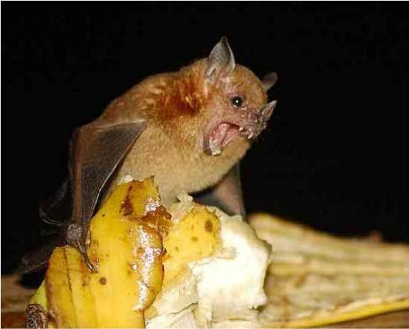 Dơi mũi lợn Kitti là động vật có vú nhỏ nhất thế giới được tìm thấy tại Thái Lan. Chúng chỉ nặng khoảng 2 gam.