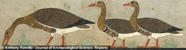 Để thuận tiện cho công tác nghiên cứu, giới chuyên gia đặt tên cho bức tranh là Meidum Geese. Bức tranh mô tả 6 con chim nhưng không rõ là loài nào.