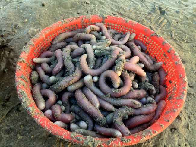 Sá sùng tươi bắt lên nếu bán buôn cho thương lái giá dao động từ 350.000 – 450.000/kg, tuỳ kích thước.