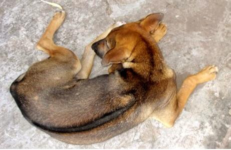Chó vện cọp hay còn gọi là chó cọp phải có lông vằn vện đều và khá rõ nét như vằn lông cọp.
