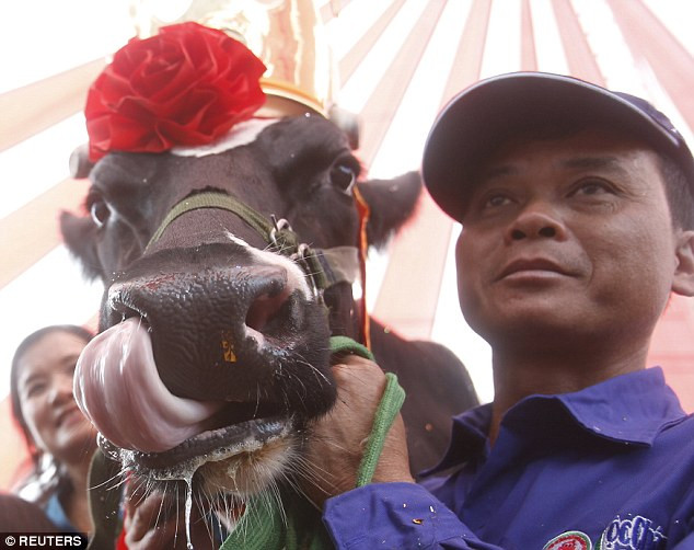 Hoa hậu Bò sữa 2015 sinh năm 2010, trọng lượng 710kg, có thể sản xuất trung bình mỗi ngày 59,6 kg sữa/ngày. Được biết, sản lượng sữa này gấp ba lần lượng sản xuất của các “nàng bò” khác. "Nàng bò” chiến thắng đã giúp người chủ của mình, ông Lí (trong ảnh), nhận được một phần thưởng trị giá 6 triệu đồng.