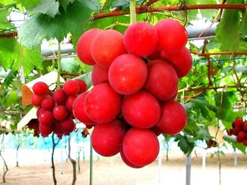 Nho Ruby Roman: Đây được coi là loại nho đắt nhất thế giới. Năm 2011, một chùm nho được bán đấu giá 6.400 USD tại Nhật Bản. Tính trung bình, mỗi quả nho trị giá 226 USD (5 triệu đồng).