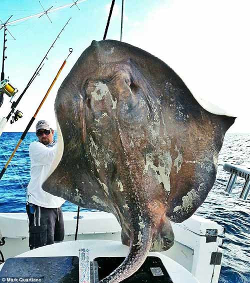 Một ngư dân đã bắt được "quái vật biển" với chiều dài 4,3m và nặng 362kg ở ngoài khơi bãi biển Miami, bang Florida, Mỹ. Quái vật biển sâu có tên khoa học là Dactylobatus clarkii. Loài cá này thường sống ở độ sâu khoảng 304m dưới mặt nước biển.