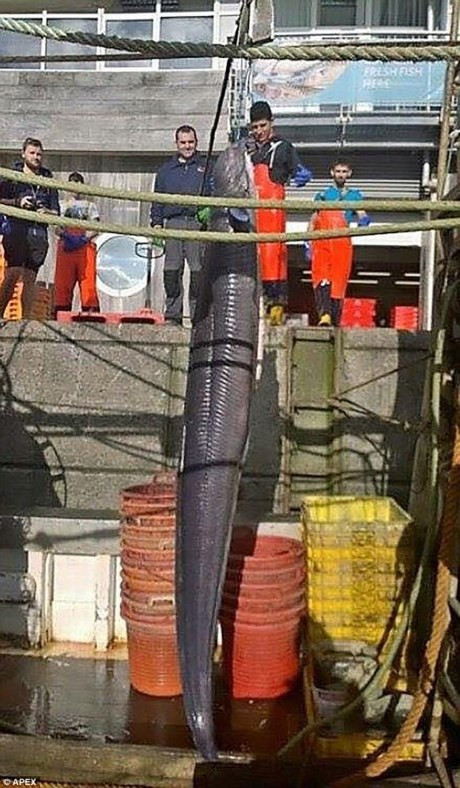Con lươn khổng lồ nặng khoảng 59,4 kg và dài 6,4m đã bị bắt ngoài khơi bờ biển Devon, nước Anh.