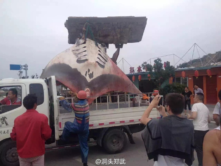 Loài cá đuối điện (cá quỷ) xuất hiện khoảng 100 triệu năm trước và thường di cư từ khu vực biển Đông vào vùng biển thuộc Phúc Kiến, Chiết Giang, Trung Quốc.