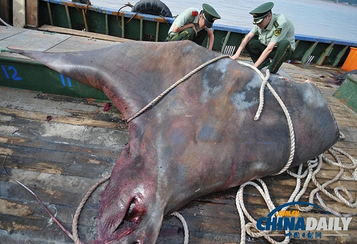 Sau khi đưa cá đuối lên thuyền vào hôm 3/9, các ngư dân đã đưa nó vào bờ và xẻ thịt nó để bán, China Daily cho biết.