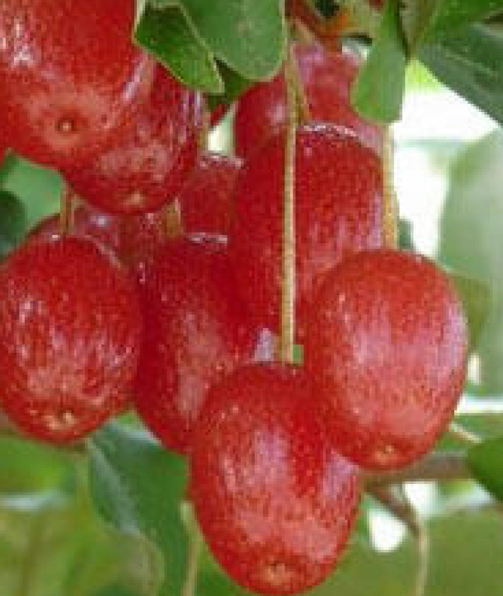 Thoạt nhìn, trái Goumi Berries khá giống với quả nhót.
