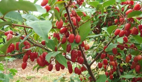 Đặc biệt, giống quả mọng này cho năng suất khá cao nên được nhiều nhà vườn trồng phổ biến.