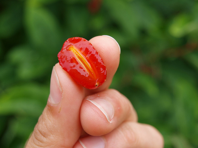 Bên trong quả Goumi Berries cũng có một hạt lớn giống trái nhót.