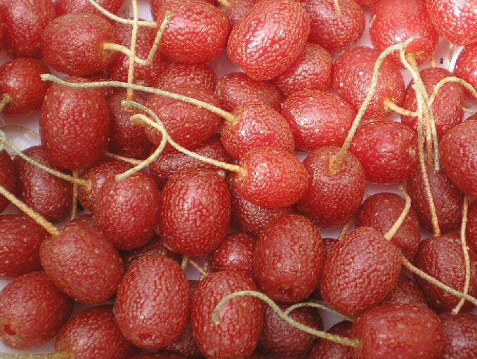 Quả Goumi Berries rất giàu vitamin và khoáng chất, đặc biệt là vitamin A, C và E, được xem như là một nguồn thực phẩm có khả năng làm giảm tỷ lệ mắc bệnh ung thư.