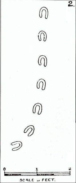 Theo mô tả của các nhân chứng, mỗi dấu chân dài khoảng 10 cm, rộng khoảng 7,5 cm. Độ dài giữa 2 dấu chân cách nhau 20 - 40 cm.