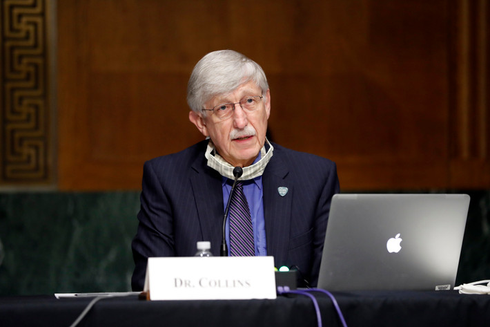 Giám đốc Francis Collins cho biết người suy giảm miễn dịch không thể đánh bại hoàn toàn được virus. Do vậy, nó sẽ tồn tại trong cơ thể họ suốt nhiều tháng. Đây sẽ là "cơ hội hoàn hảo" cho nCoV tăng đột biến khi người này bị nhiễm đồng thời nCoV và một loại virus khác.