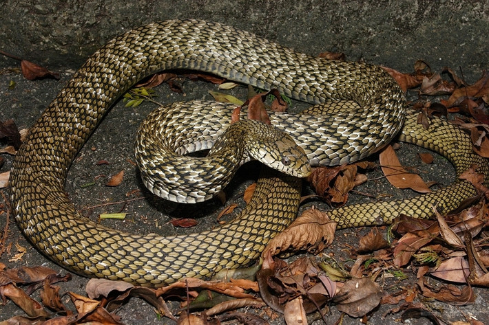 Loài rắn King ratsnake được phát hiện ở nhiều nơi trên thế giới như: Trung Quốc, Việt Nam, Đài Loan, Nhật Bản...