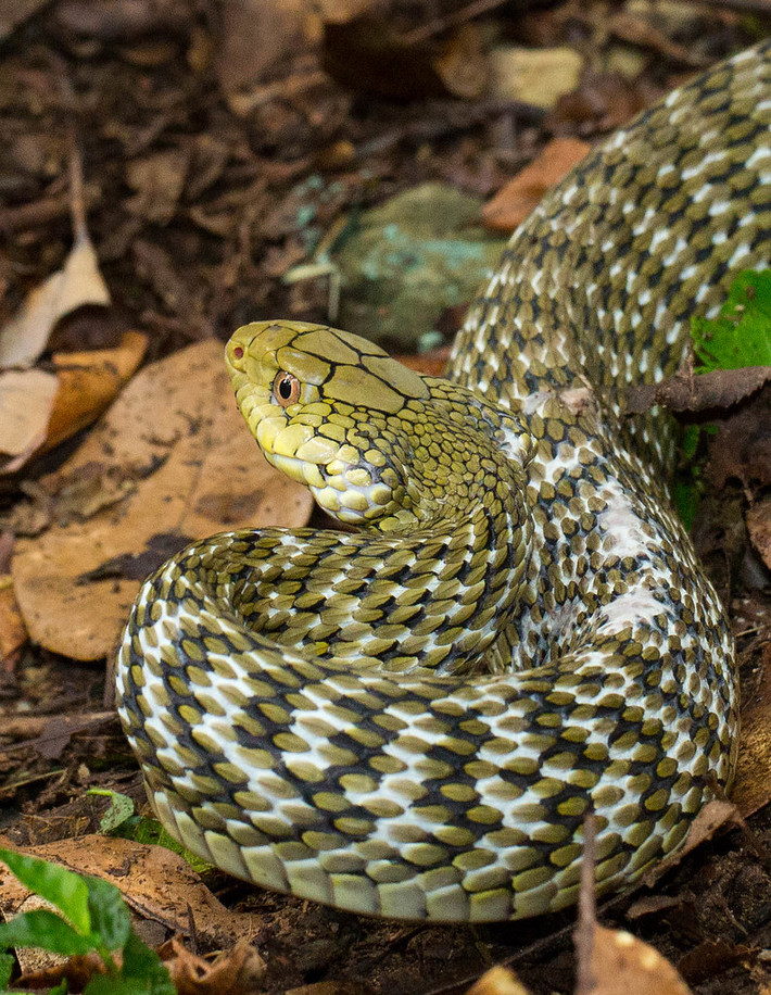 Các chuyên gia cho hay rắn King ratsnake có thể nhanh chóng tiết ra mùi hôi khó chịu khi bị đe dọa.