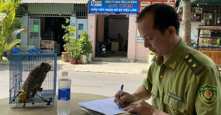 Vào ngày 13/3, Chi cục kiểm Lâm TP. Hồ Chí Minh tiếp nhận một cá thể Cu li nhỏ do anh Nguyễn Hữu Trường (ngụ phường Tăng Nhơn Phú A, TP. Thủ Đức) bắt được giao nộp.