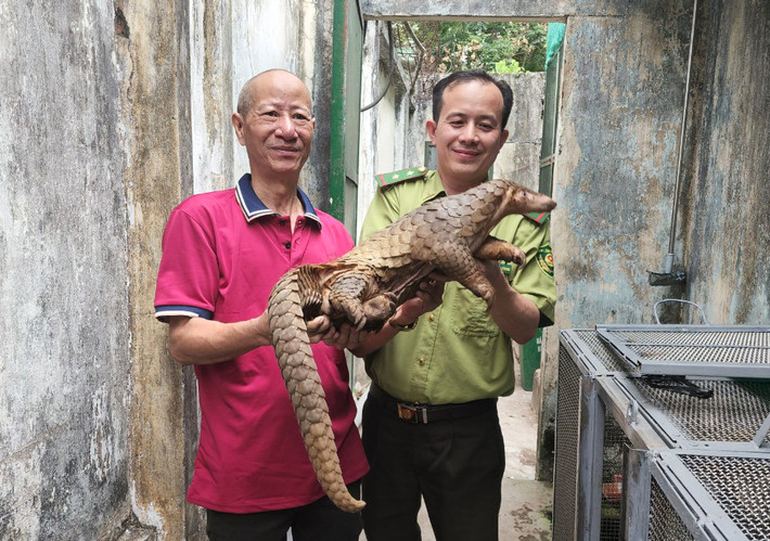 Theo Chi cục Kiểm lâm TP.HCM, đơn vị mới tiếp nhận một cá thể tê tê Java đực dài gần 1m và nặng 6,8 kg. Con vật được đưa về Trạm cứu hộ động vật hoang dã để chăm sóc trước khi thả về tự nhiên.