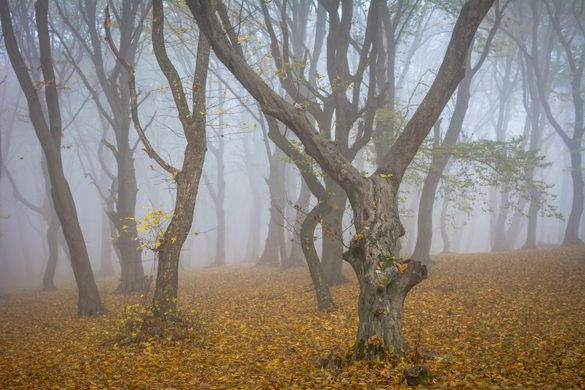 Từ đó về sau, nhiều người địa phương cho rằng, khu rừng Hoia Baciu là nơi trú ngụ của không ít linh hồn. Theo đó, những hồn ma này gây ra những hiện tượng kỳ lạ khiến con người không dám lại gần. Những thông tin này đến nay vẫn chưa được chứng minh. Dù vậy, một số người tìm đến đây để "săn ma".