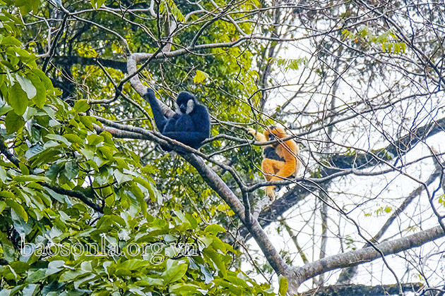 Loài vượn này cũng thuộc nhóm cực kỳ nguy cấp trong Danh lục Đỏ của IUCN (Liên minh Quốc tế bảo tồn thiên nhiên và tài nguyên).