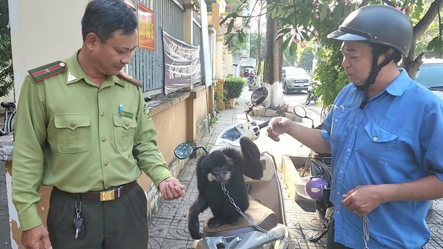Vào chiều ngày 21/3, ông Thái Minh Dương (thường trú ở H.Củ Chi, TP.HCM) bàn giao một cá thể vượn đen má trắng nặng khoảng 4,6 kg cho Chi cục Kiểm lâm TP.HCM.