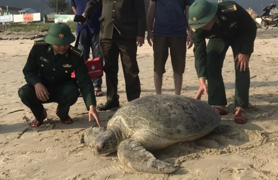 Vì vậy, ông Thanh cùng người dân địa phương tìm cách đưa cá thể rùa biển trên vào bờ rồi thông báo cho chính quyền địa phương và Đồn Biên phòng Lăng Cô.